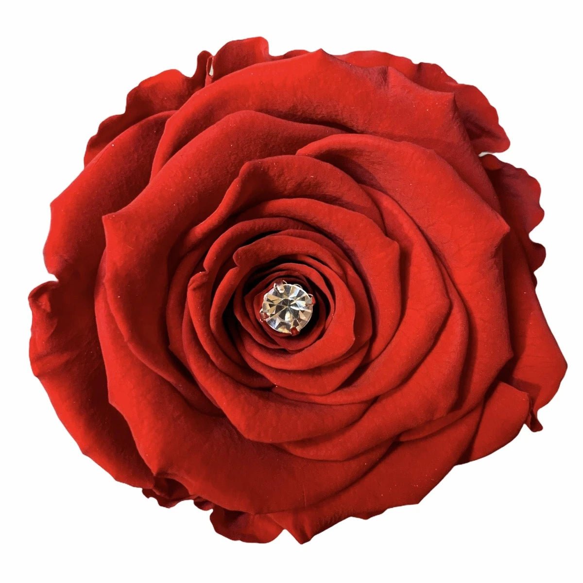 Why Was It Called The War Of The Roses? - Jednay Roses