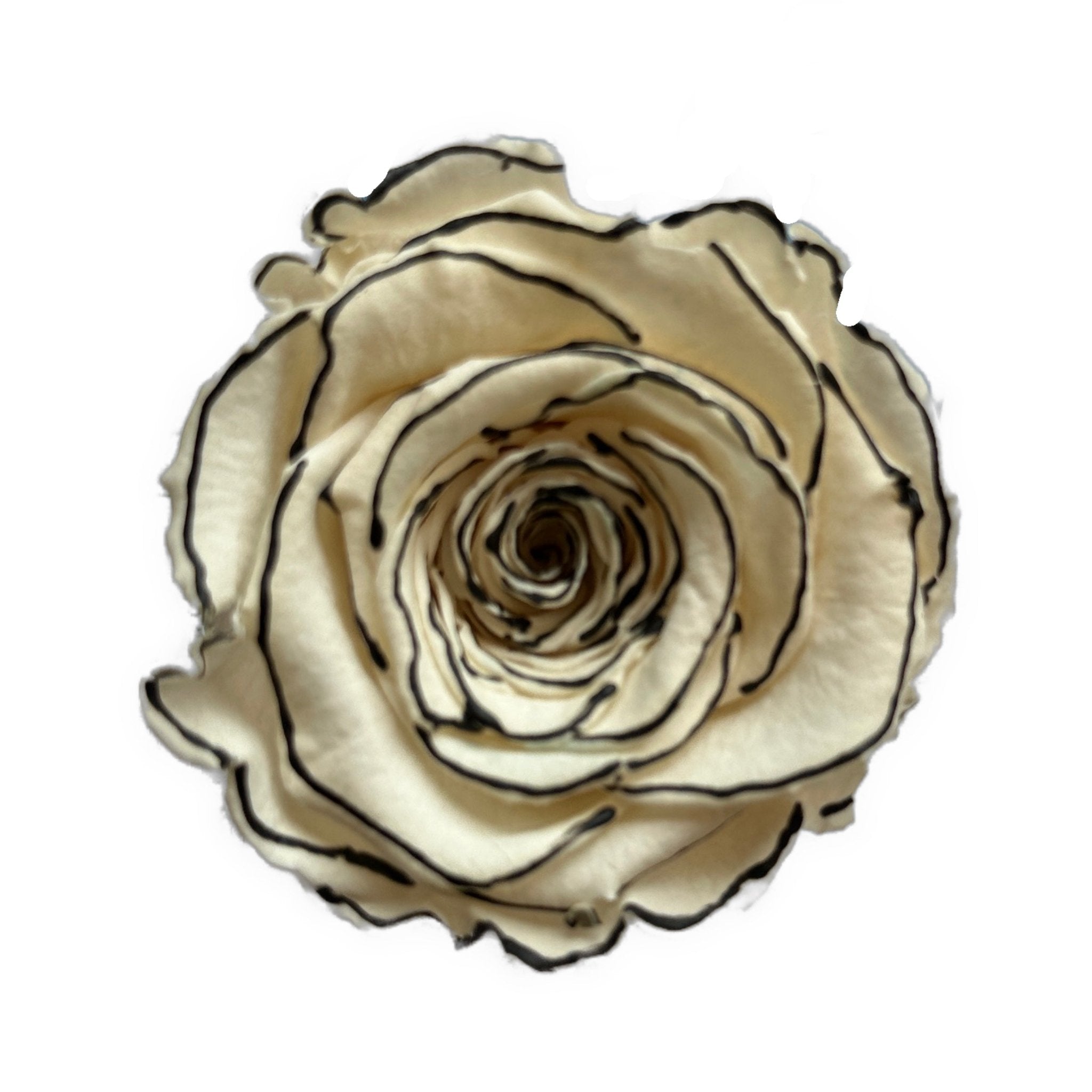 BICOLOUR ETERNAL ROSES - Jednay Roses