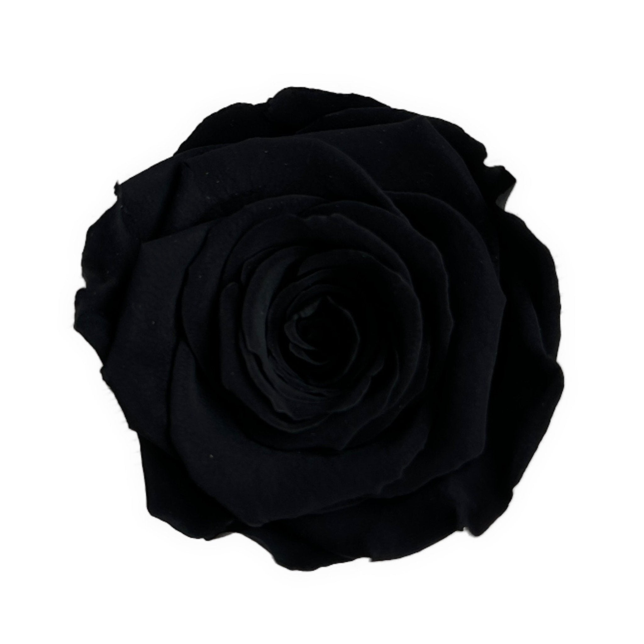 BLACK ETERNAL ROSES - Jednay Roses
