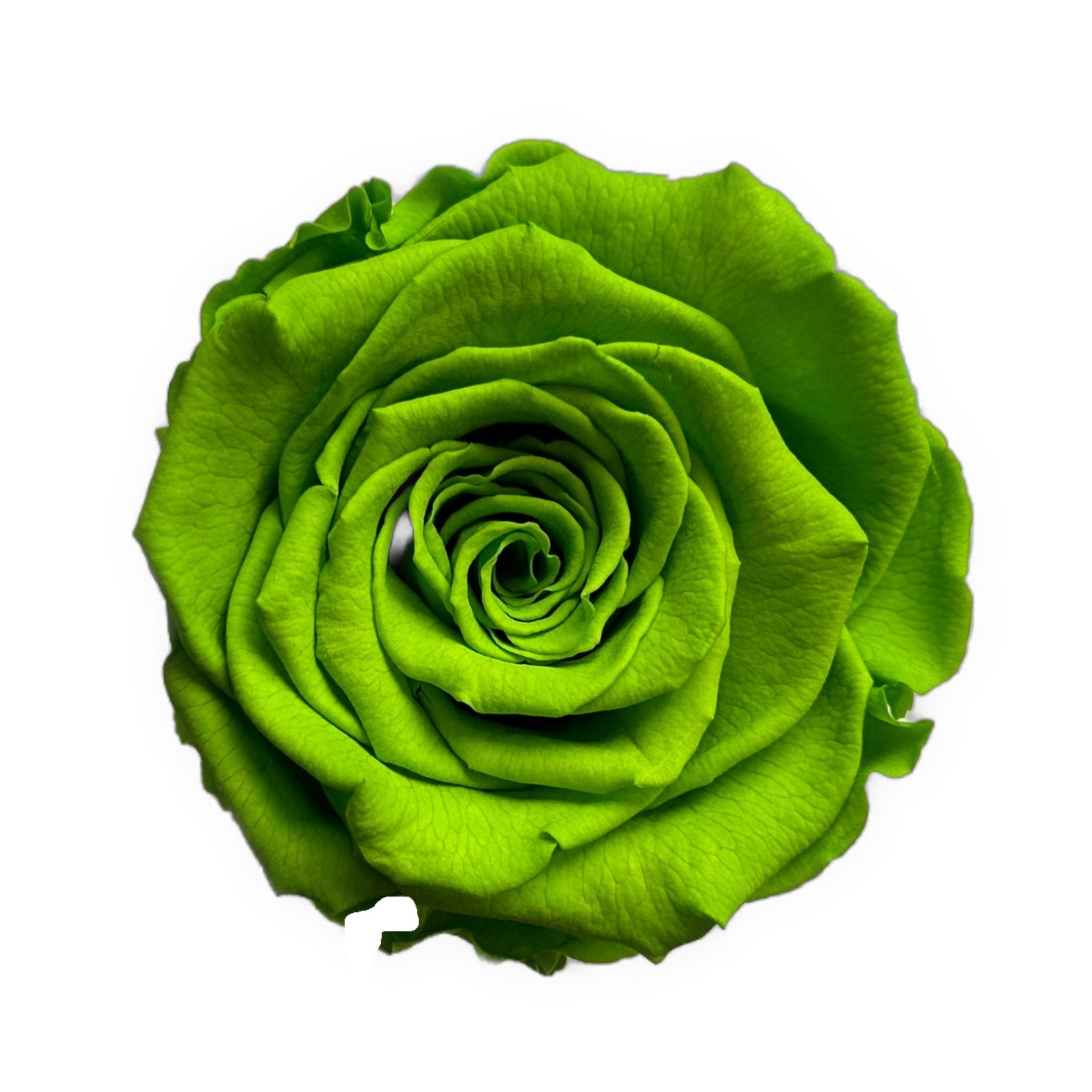 GREEN ROSES - Jednay Roses