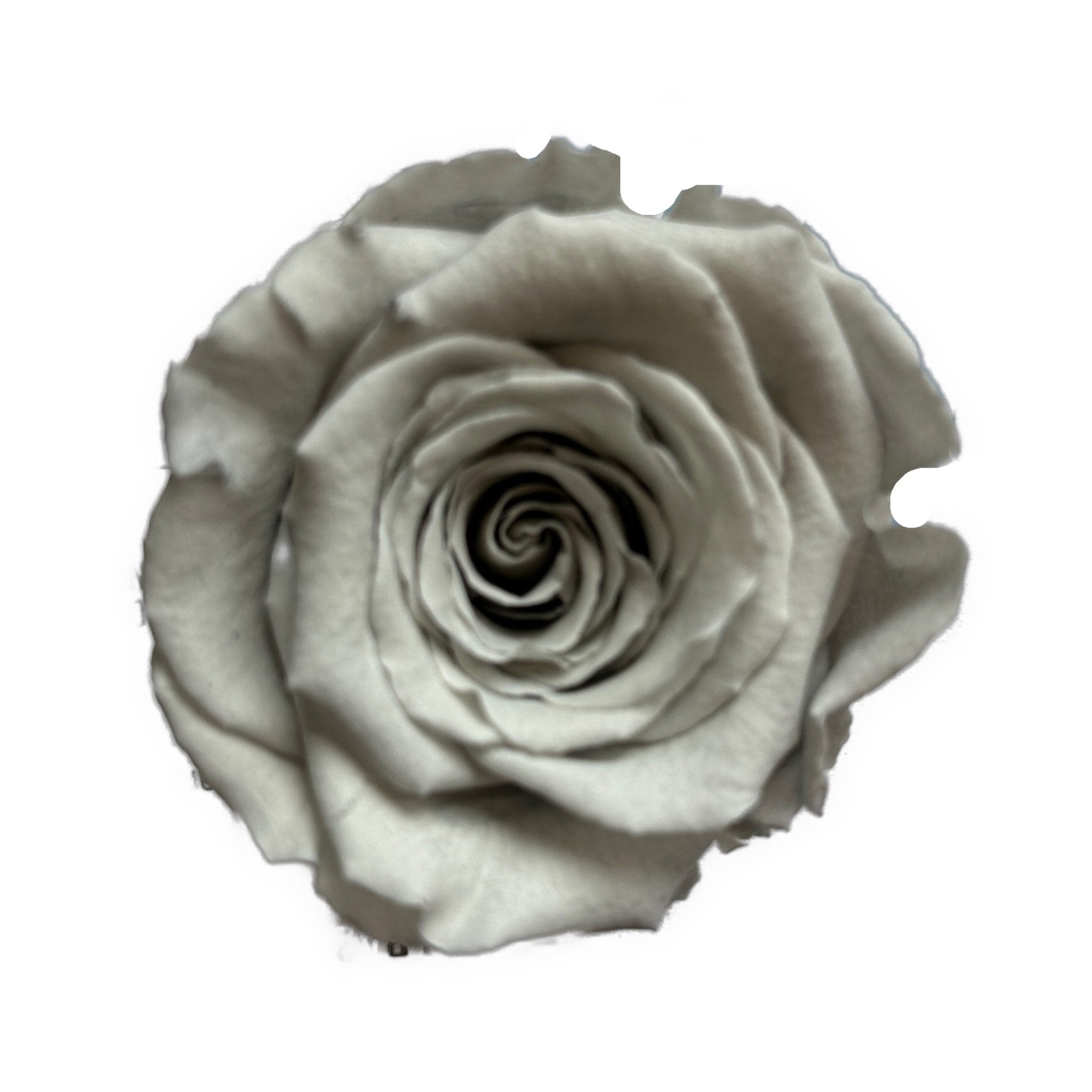 GREY ETERNAL ROSES - Jednay Roses