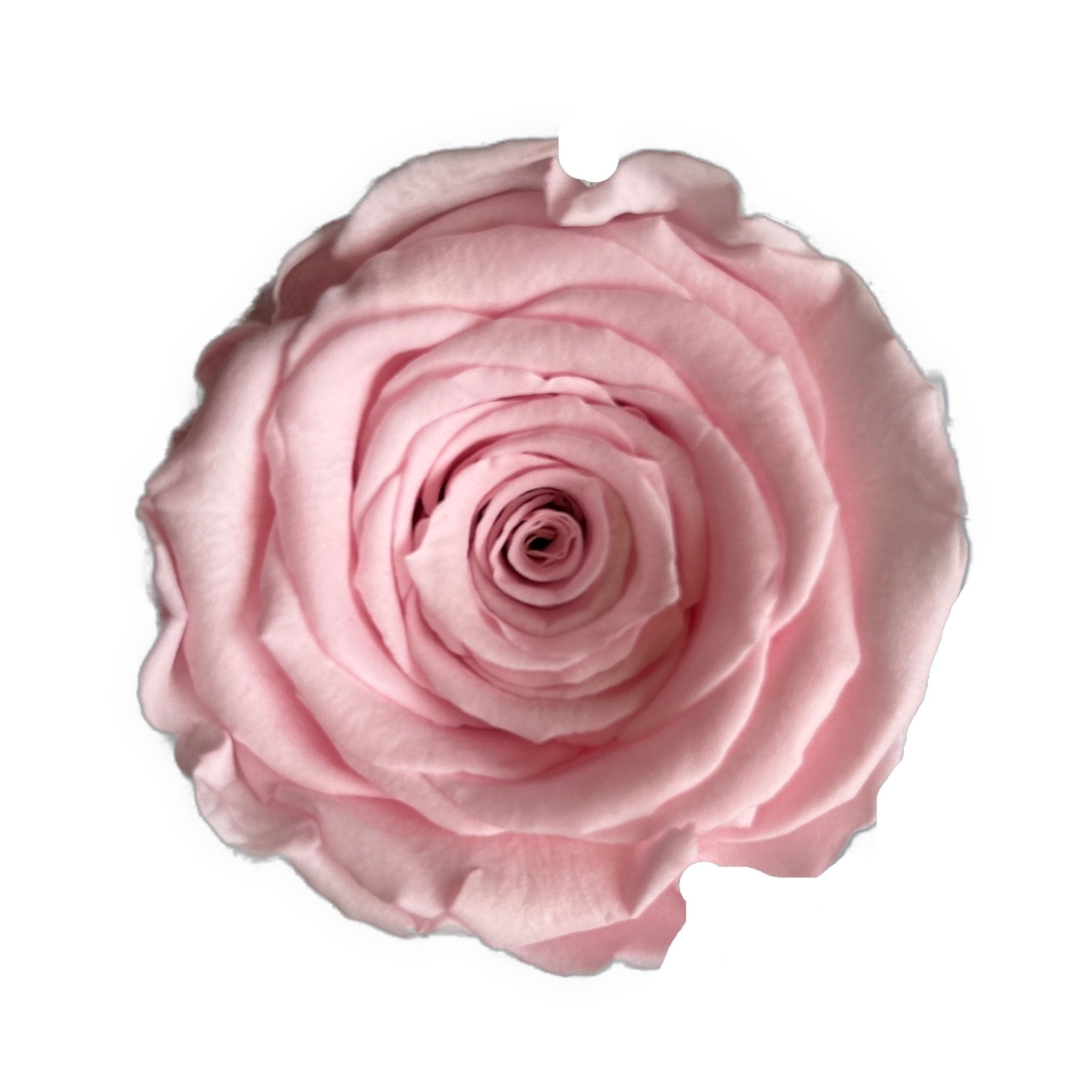 PINK ETERNAL ROSES - Jednay Roses