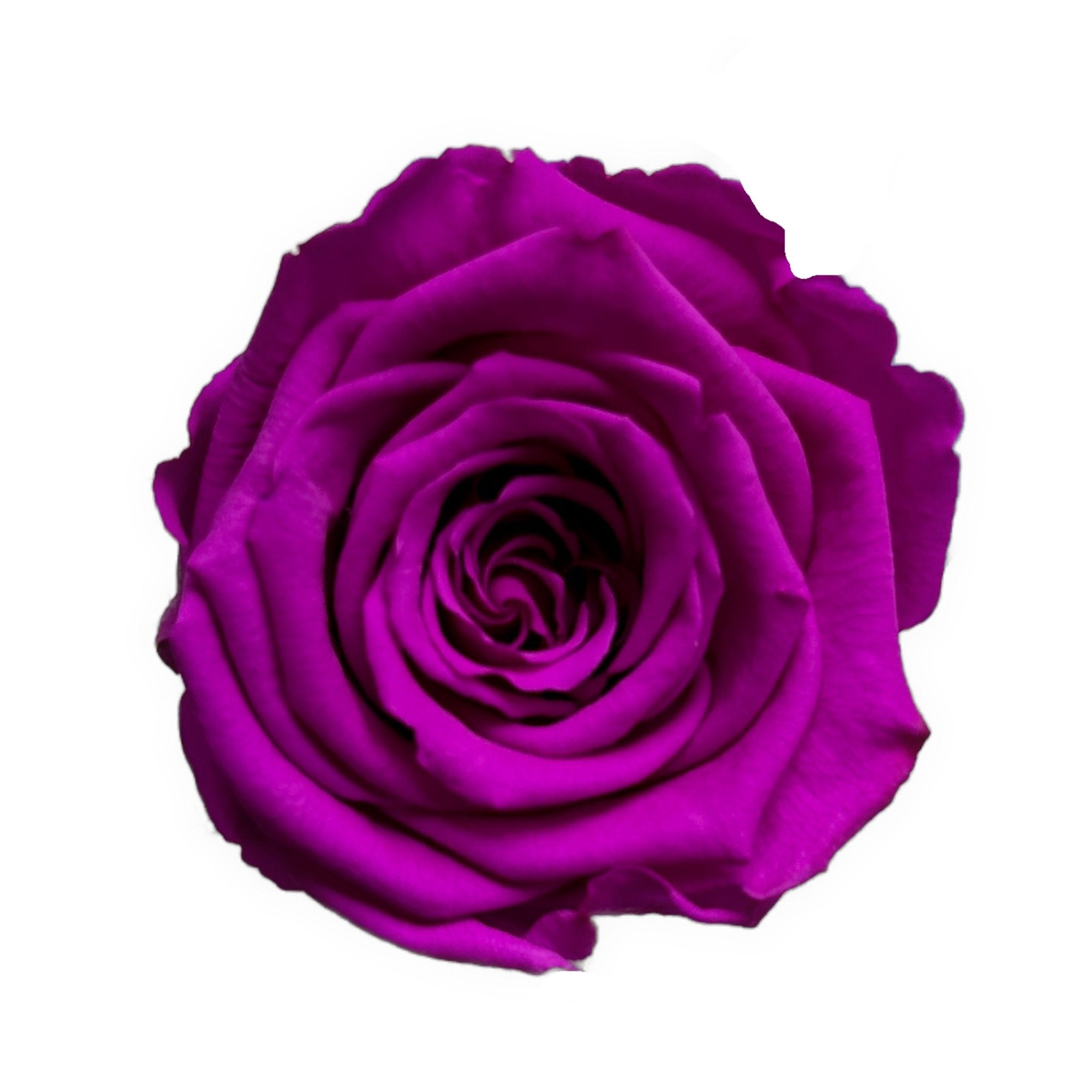 PURPLE ETERNAL ROSES - Jednay Roses