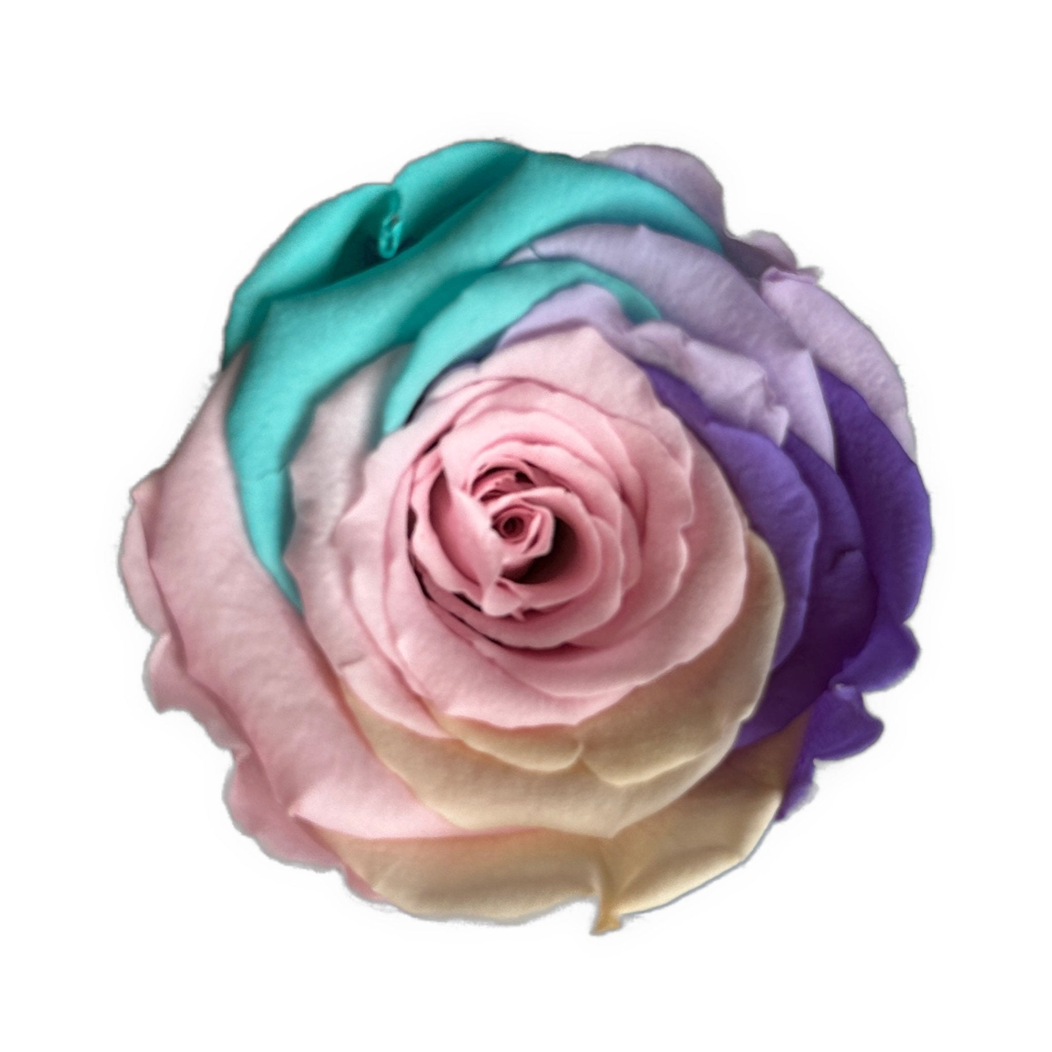 RAINBOW ETERNAL ROSES - Jednay Roses