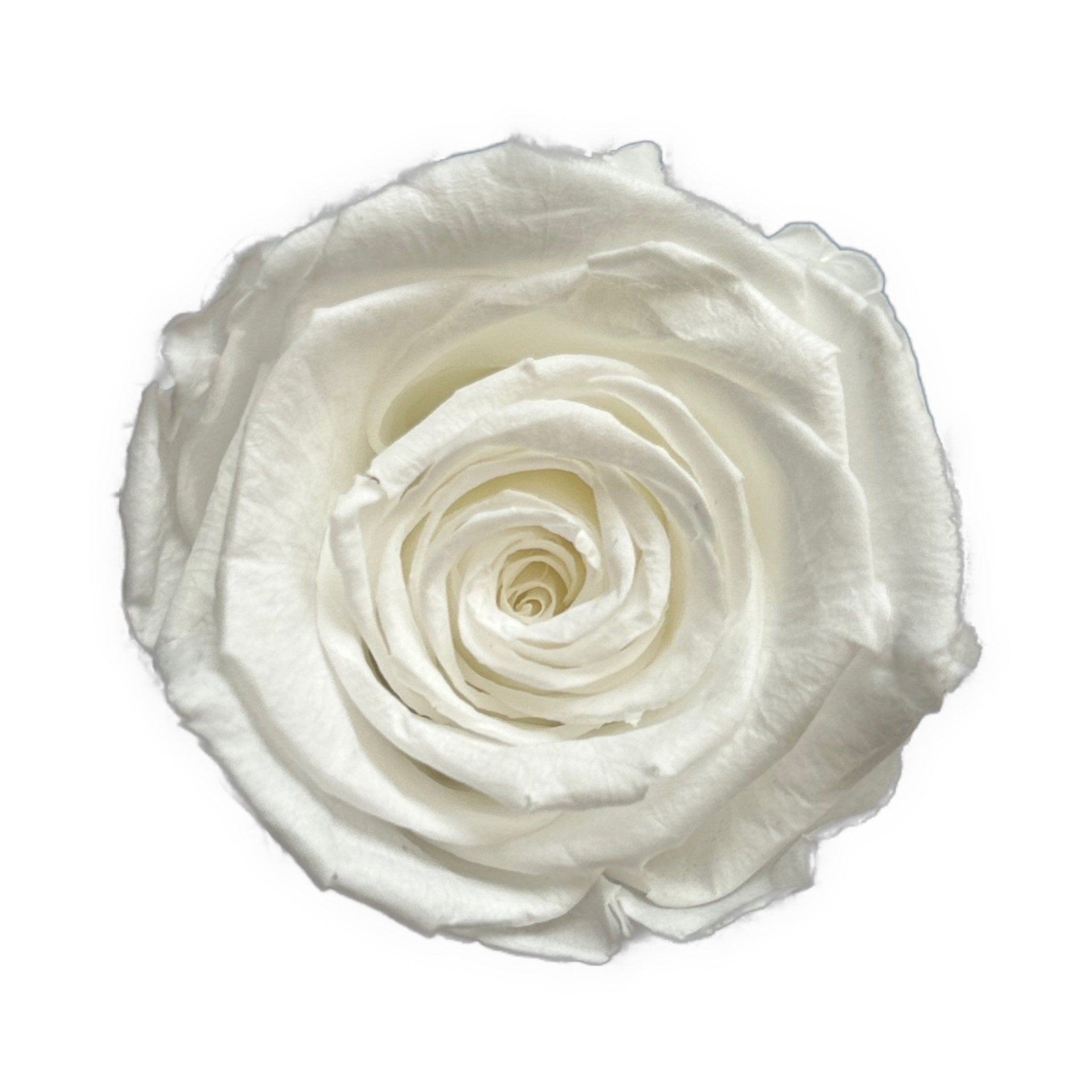 WHITE ETERNAL ROSES - Jednay Roses