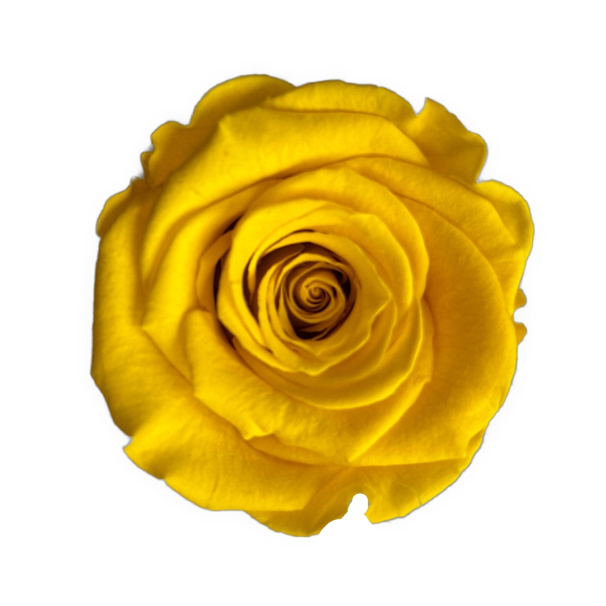 YELLOW ETERNAL ROSES - Jednay Roses