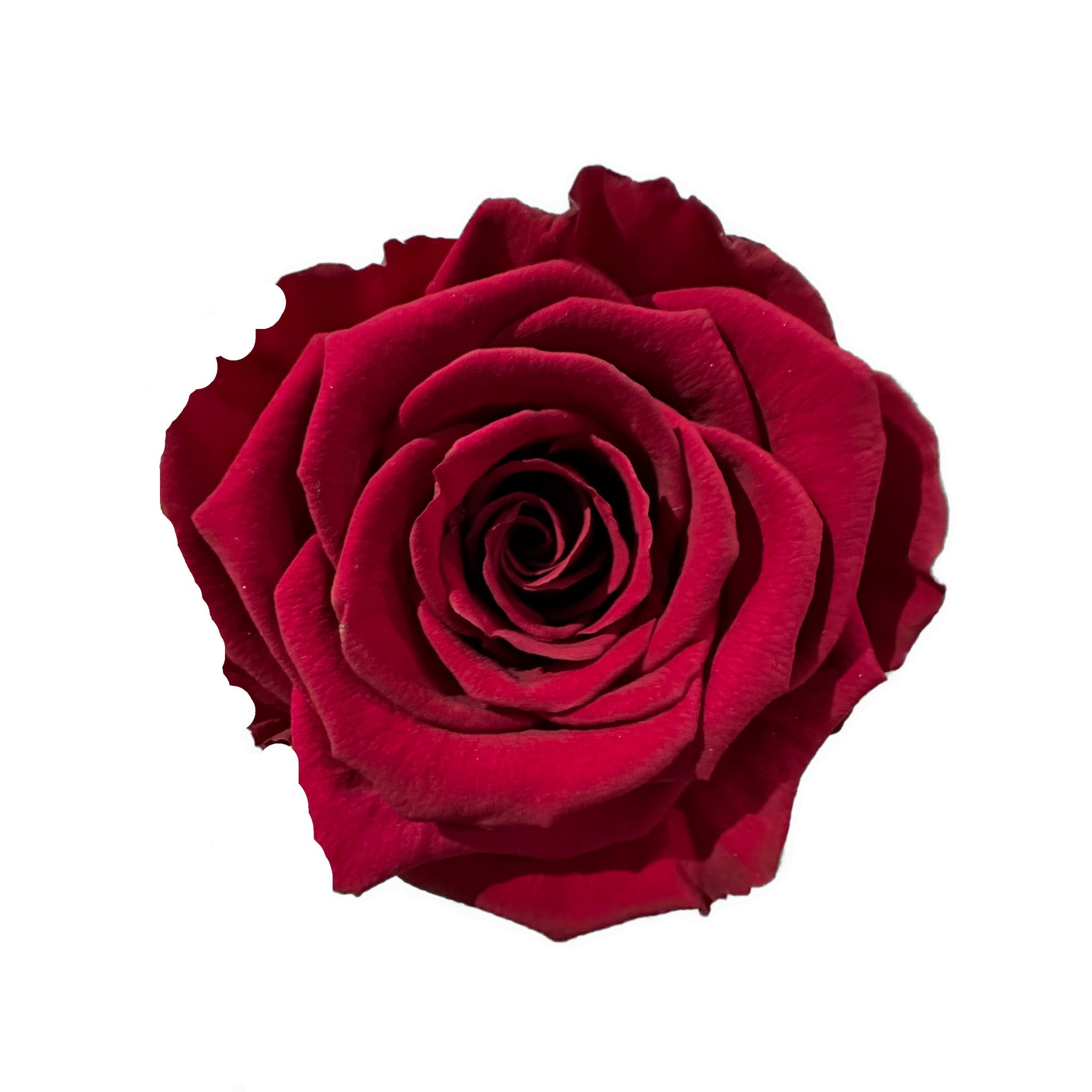 The Uno - Classic Red Red Wine Eternal Rose - Classic White Box - Jednay Roses